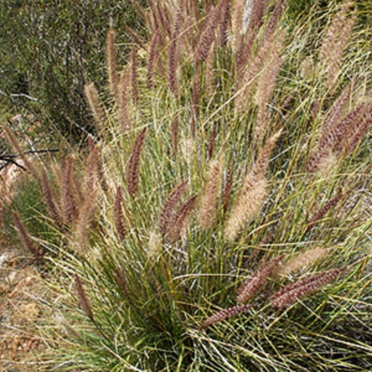 African Fountain Grass