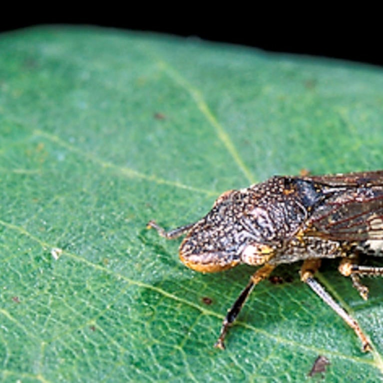 The Glassy-Winged Sharpshooter