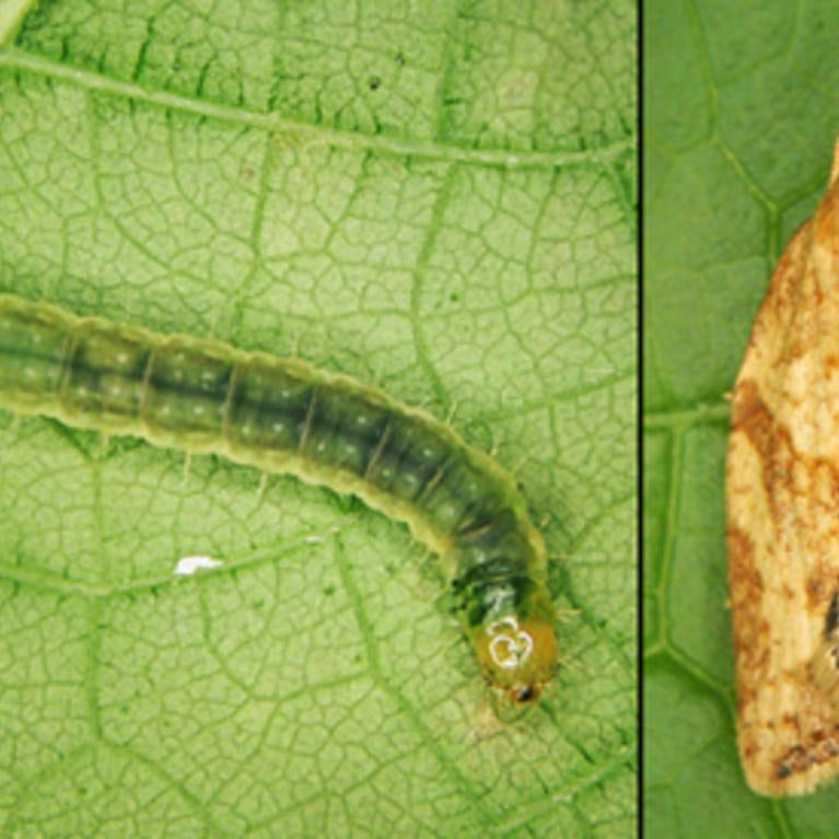 The Light Brown Apple Moth