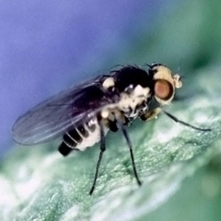 Pea Leafminer