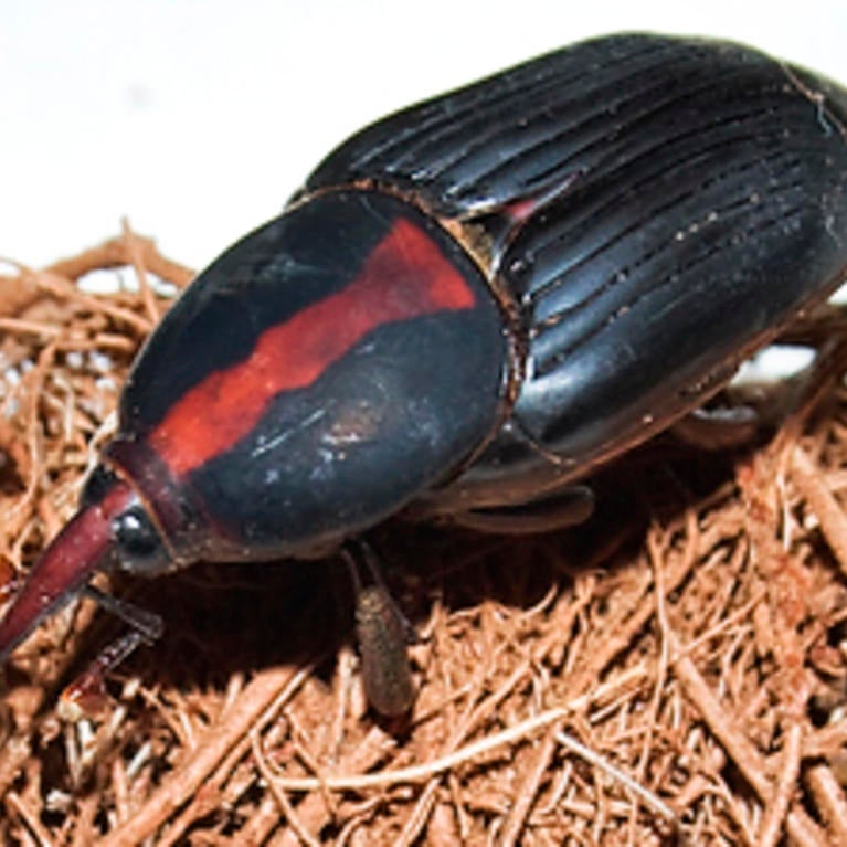 Red Palm Weevil