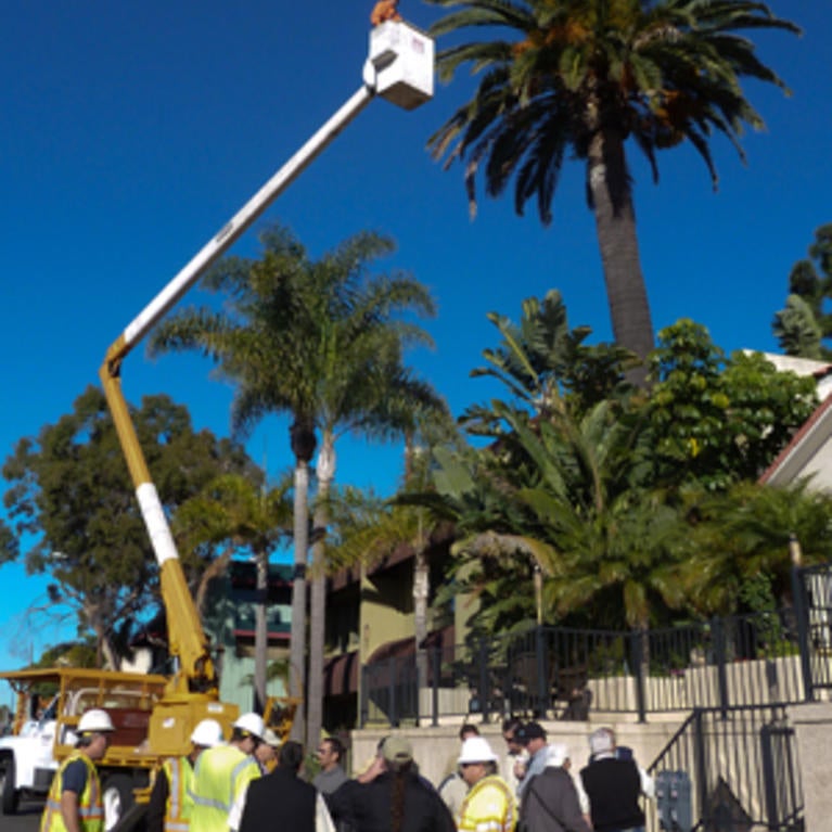 Dead and dying palm fronds