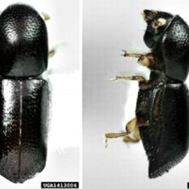 redbay ambrosia beetle