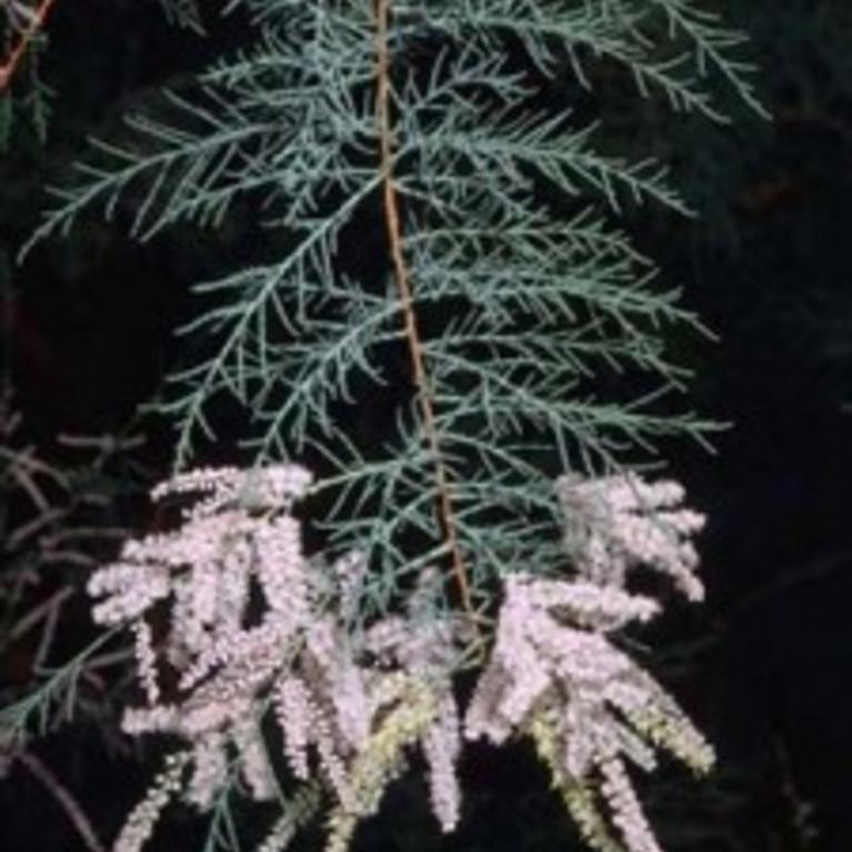 Saltcedar
