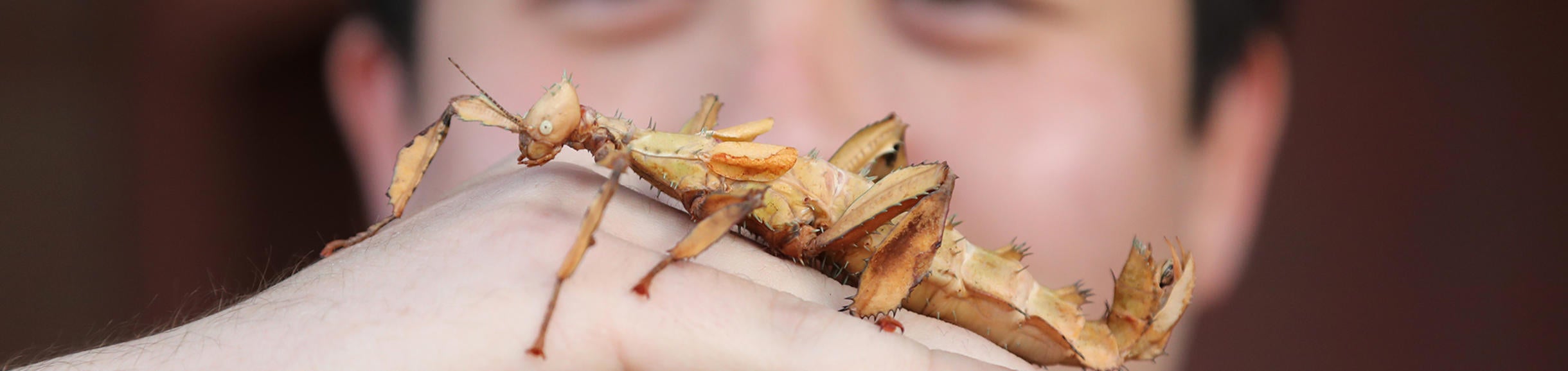 Stan Lims- Australian Spiney Leaf