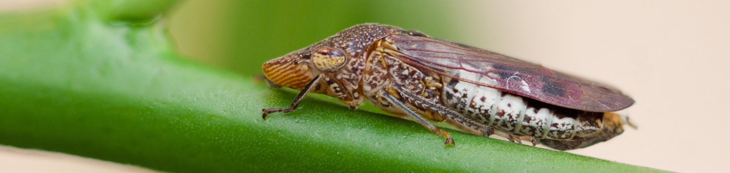 Glassy-winged sharpshooter (c) Mike Lewis