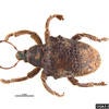Australian Gum Tree Weevil