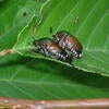 Japanese Beetle
