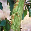 Asiatic Citrus Canker