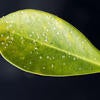 Ficus Whitefly