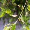Ficus Whitefly