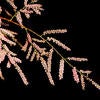 Saltcedar