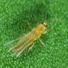 Avocado Thrips