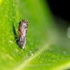 Asian citrus psyllid