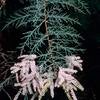Saltcedar