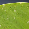 Ficus Whitefly