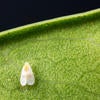 Ficus Whitefly