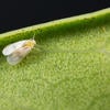 Ficus Whitefly