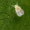 Ficus Whitefly