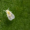 Ficus Whitefly