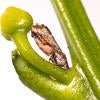 Asian citrus psyllid