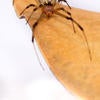 Brown Widow Spider