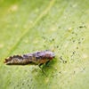 Asian citrus psyllid