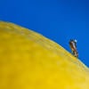 Asian citrus psyllid