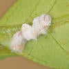 Vine Mealybug