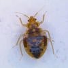 Bed Bugs