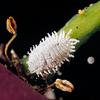 Vine Mealybug