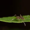 Argentine Ant