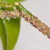 Asian citrus psyllid