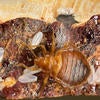 Bed Bugs