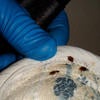 Bed Bugs