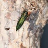 Emerald Ash Borer Adult