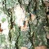 Emerald Ash borer