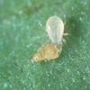 Avocado Thrips