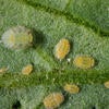 Potato Psyllid