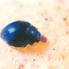 persea mite