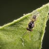 Asian citrus psyllid