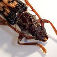 Eucalyptus Longhorned Borer (c) Mike Lewis