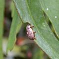 Eucalyptus Leaf Beetle (c) Cindy Calisher
