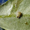 Olive psyllid (c) Marshall Johnson