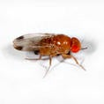 Drosophila suzukii