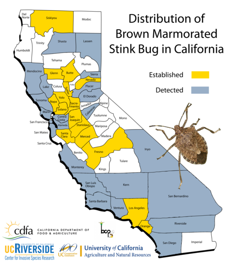 California distribution of BMSB