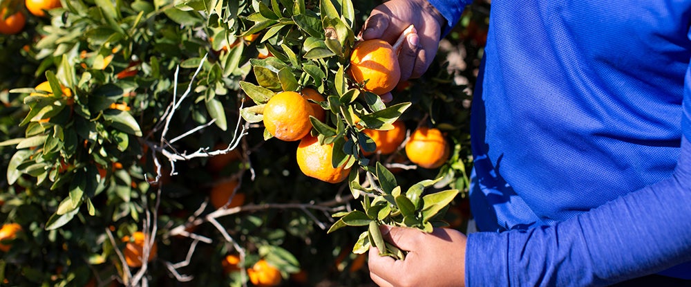 in the citrus grove (c) UCR/Stan Lim