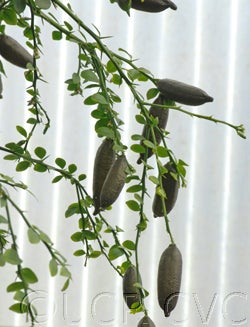 Microcitrus australasica CRC3672003