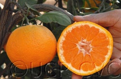 China S-3 Satsuma mandarin CRC4115005