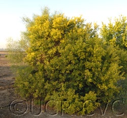 Microcitrus australasica CRC3663006